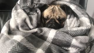 Pug Snuggled in a Blanket