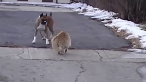 Cat vs Dog