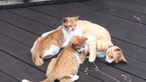 Playing with cats with branches