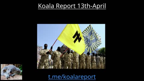 Koala Report for April 13th 2022