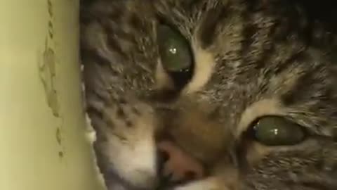 funny Baby Cats - Cute and Aww Cat Videos Compilation - Cute Animal#0 (#cute #cat #babies #animals)