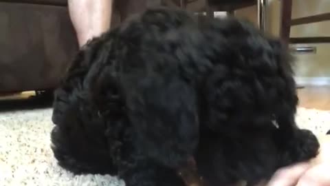 Small black dog runs to hit camera next to his owner
