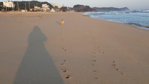 A dog running from the beach.