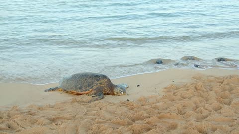 Sea Turtle on Hawaii Beach at Sunset