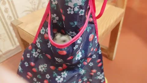 Adorable little mouse slips in the pocket of her apron.