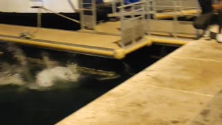 Late Night Ferry Jump Fail