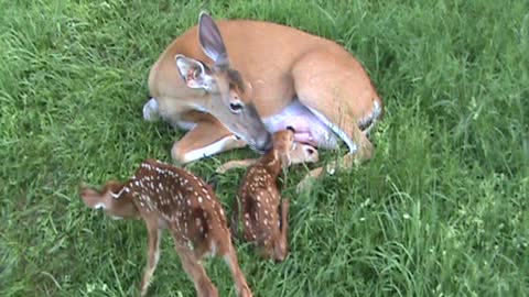 Lady and her Baby Buck Fawns