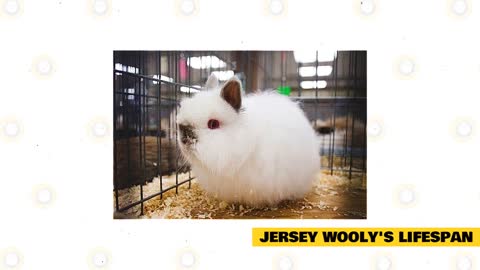 Jersey Wooly Rabbit: Everything You Need To Know (Part 1)