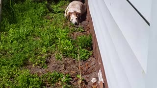 Hound Dog Soakin Up The Sun