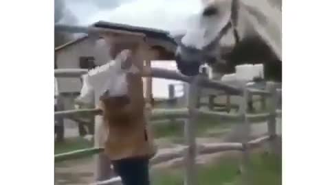 Horse funny video