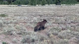 Even Grizzlies Look Both Ways Before Crossing the Street