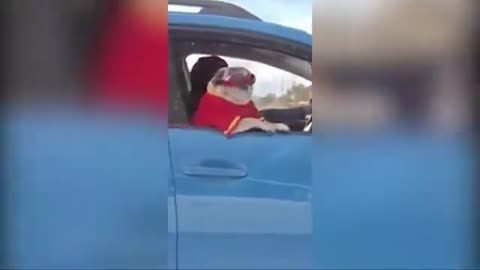 🚗🐶-The Best Moment While Driving-Very Funny #Short Video-🤣🤣
