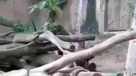 GORILLA GETS HIS ASS KICKED!!!