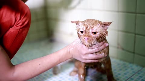 The cat is jumping while taking a bath