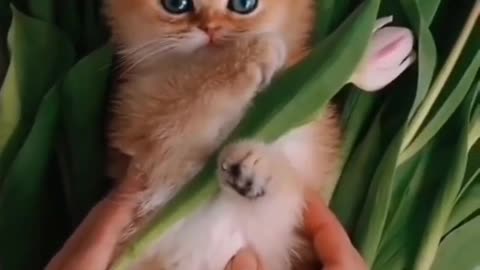 Cute cat video