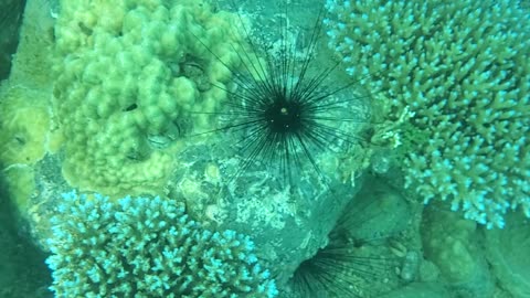 Sea orchin