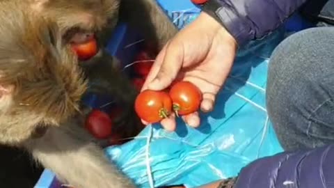 Feeding 20 kilogram tomato to the hungry monkey