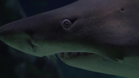 Sharks - The king of the seas
