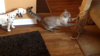 Dalmatian puppy plays with cat for first time