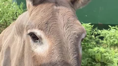 Lillian Farms Donkeys