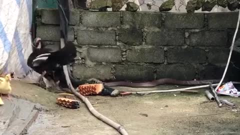 Brave mother chicken protect chicks