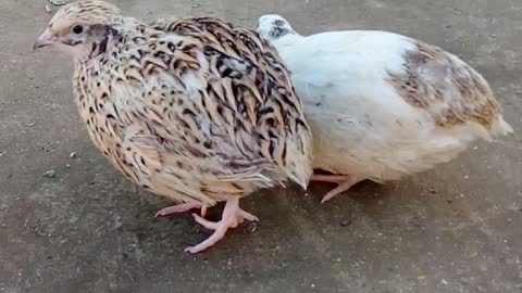 two Beautiful quail birds