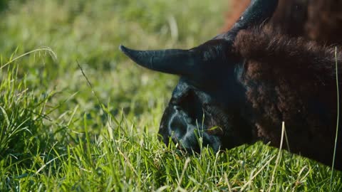 Black llama, close-up eating grass in the meadow