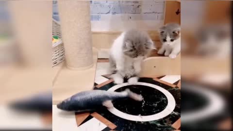 Cute Cats , Cute activities