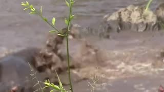 Avatar Hippo attack wild #animal #wildanimals #animals #wildebeest #crocodile #lion #jaguar #hippo