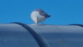 Herring Gull On A Roof