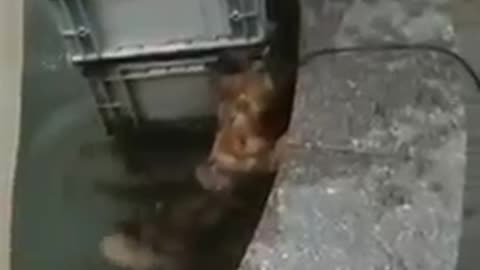 Dog [HERO] Saves Cat from Water