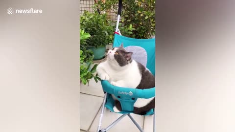 Fat cat struggles to squeeze into baby stroller