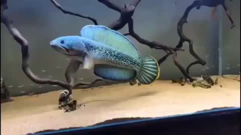 Lovely fish on the aquarium