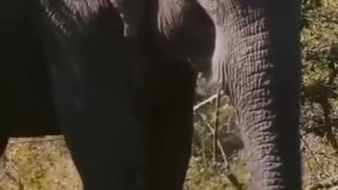 Wildlife Elephants Attack Tiger