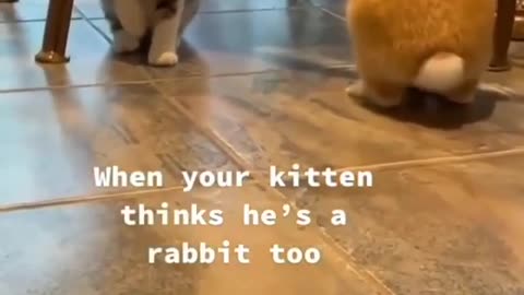 Cat sees a rabbit and starts hopping like it! #copycat #funnyanimals