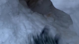 Funny Dog Playing in a Snow Tunnel