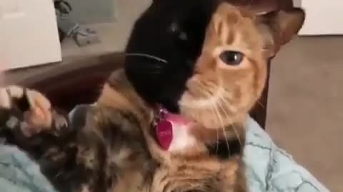 cat giving nice to the owner, cat with two colors