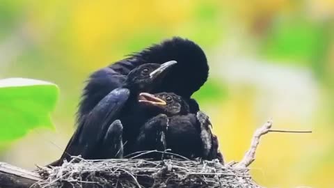 Beautiful birds 🐦❤️ #birds #wildlife #animals