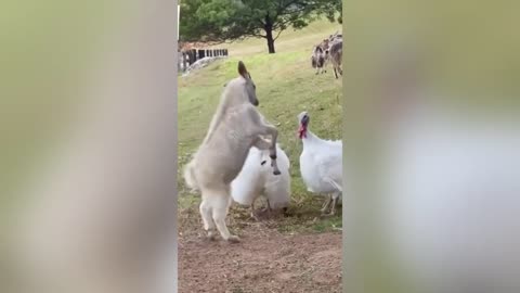 Funny Animals Video