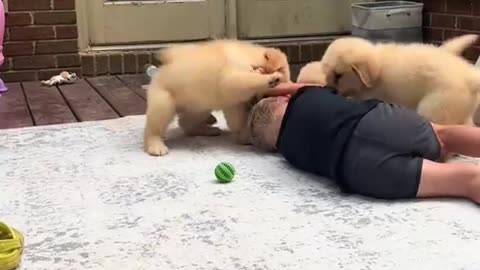 Little Man Viciously Piled On By Puppies