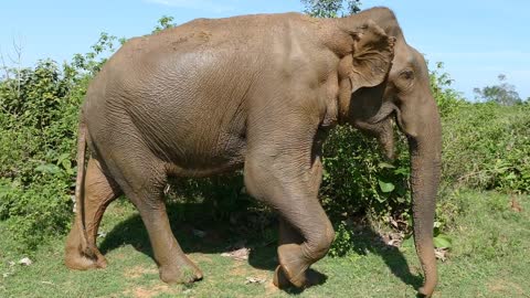 Big asian elephant walks towards a new tree for food in Udawalawe national Park Sri Lanka