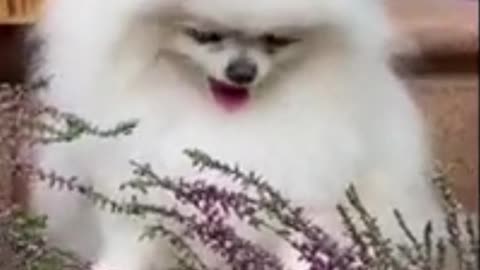 Cute Dogs video