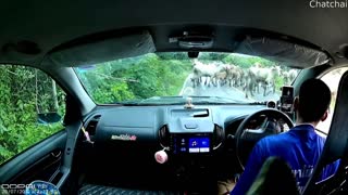 Cattle Behind Curve Almost Crash Car
