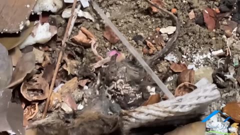 Worms and dirt Cleaning an abandoned house