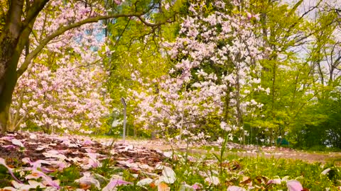 The most beautiful spring scenery, please watch