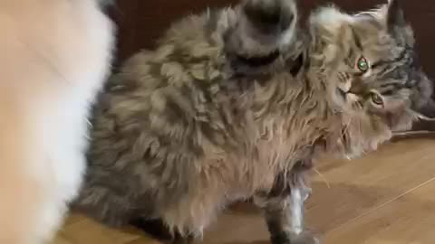 Pekingese fight with a cat