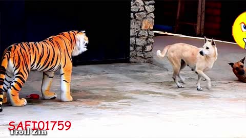 Tiger VS Dogs