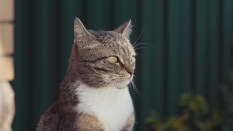 Cat 🐱 Video Short #4k view