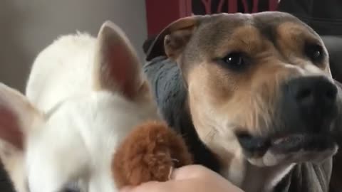 Grumpy Dog Irritated By Tug-Of-War Game