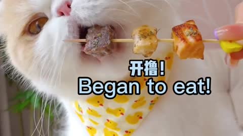 cat eating skewers/自由撸串的小猫咪